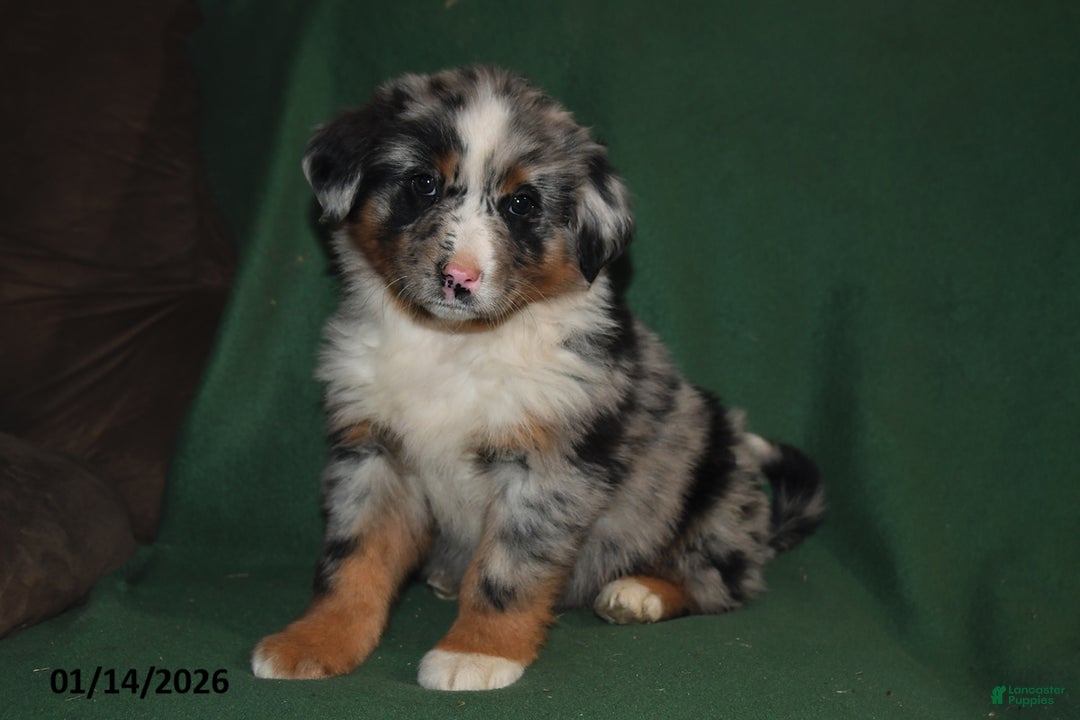 Mixed Breed dogs for sale: Lily - Ad 1