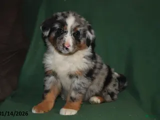 Mixed Breed dogs Lily - Ad 38