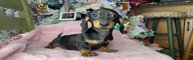 Miniature Dachshund Puppy 5