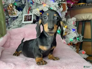 Miniature Dachshund dogs Miniature Dachshund Puppy 5 - Ad 3