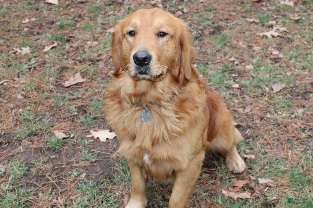 Golden Retriever dogs for sale: Finley - Ad 8