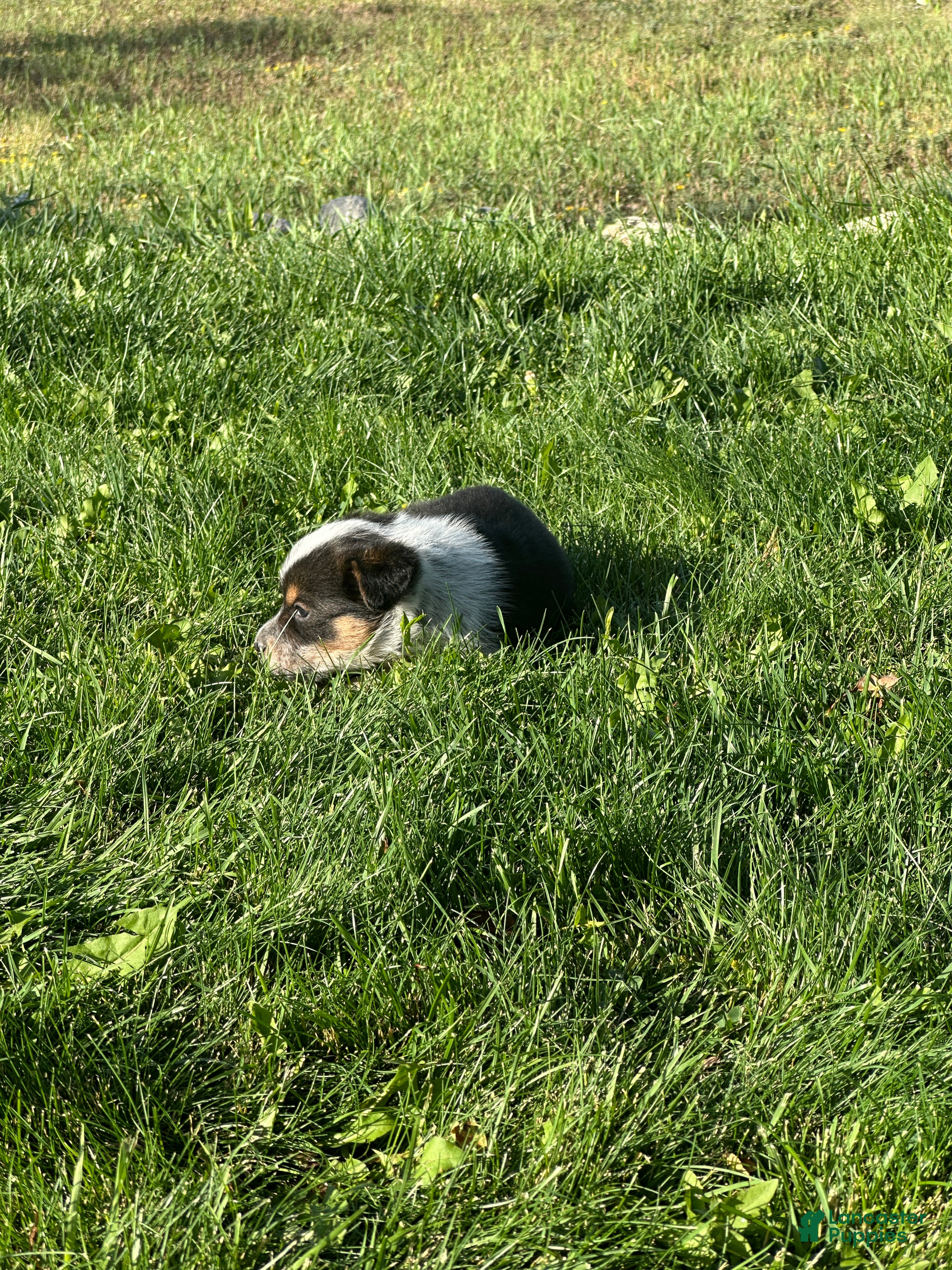 Mixed Breed dogs Tri Girl 3 - Ad 2