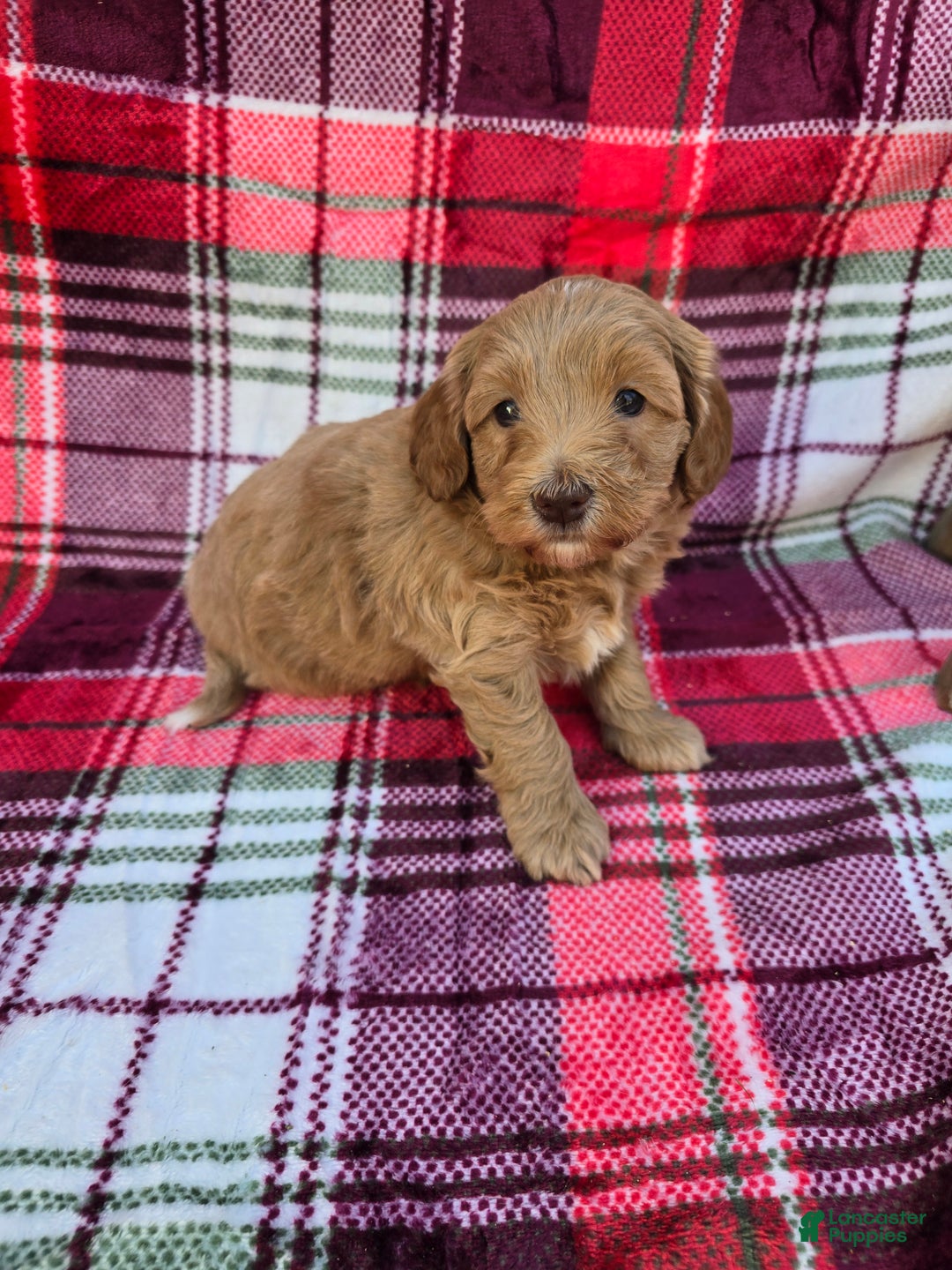 Mini Goldendoodle dogs for sale: Cider - Ad 6