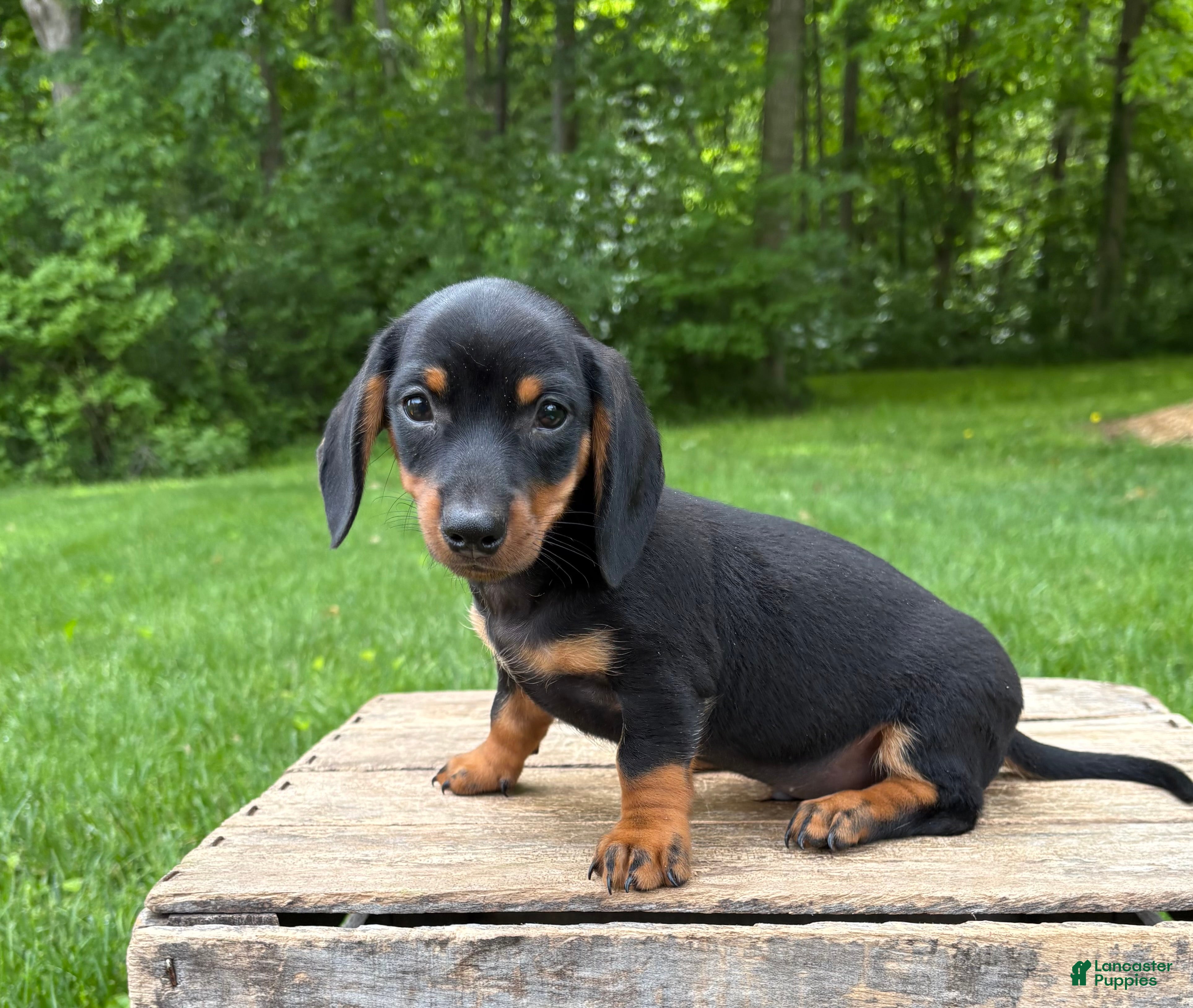 Dachshund dogs Echo - Ad 2