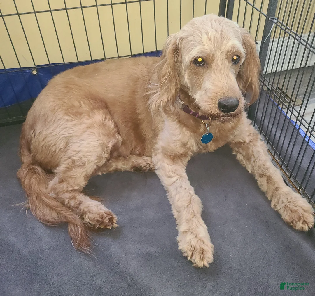 Goldendoodle dogs for sale: Goldendoodle Puppy 1 - Ad 3