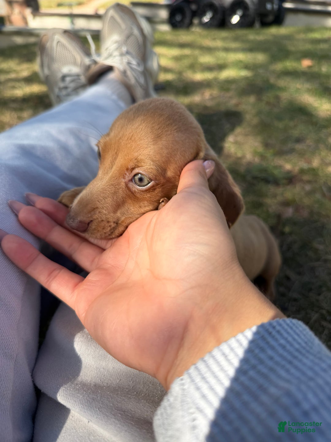 Miniature Dachshund dogs for sale: Jasmine - Ad 3