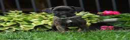 Boxer dogs for sale: Zoey - Ad 3