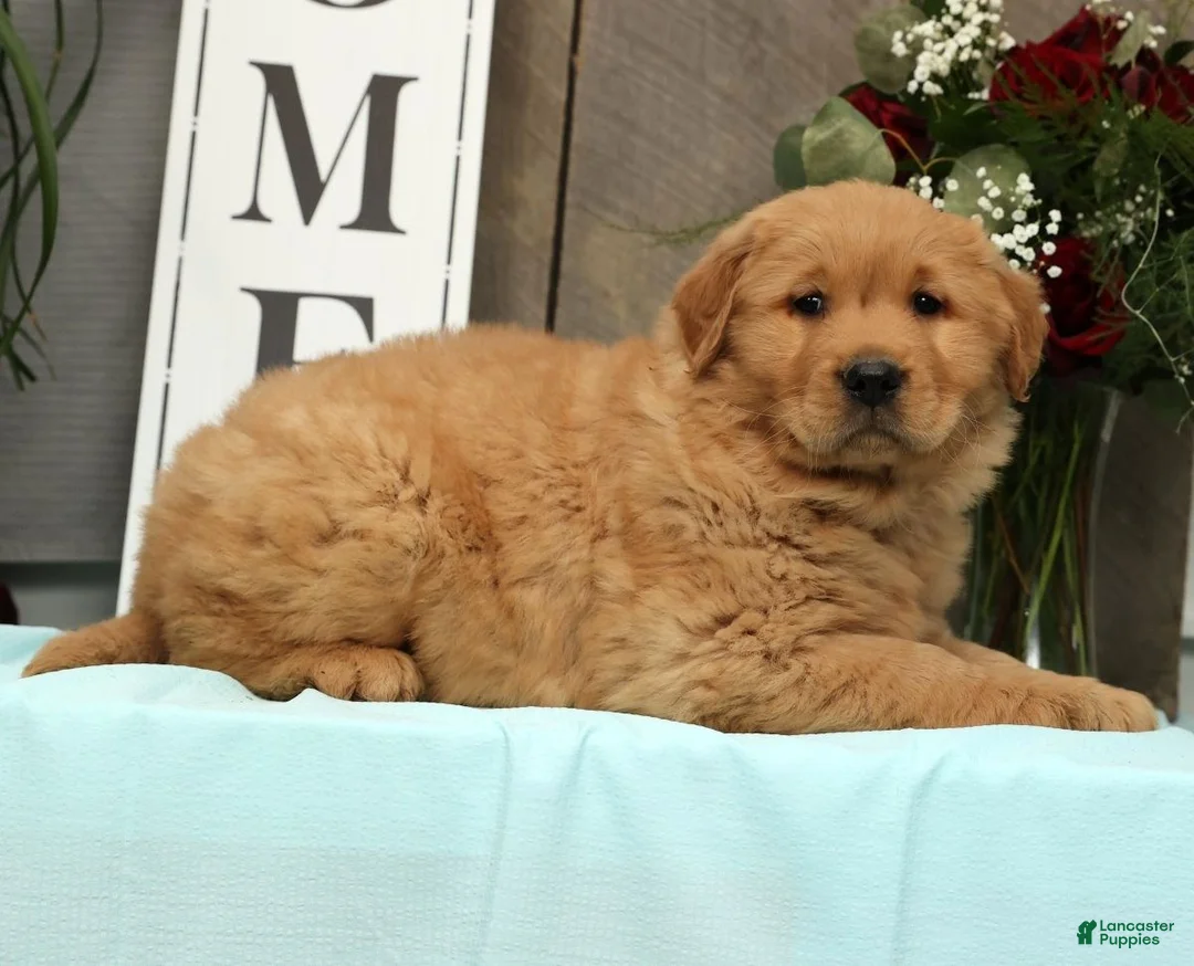 Golden Retriever dogs for sale: Alec - Ad 8