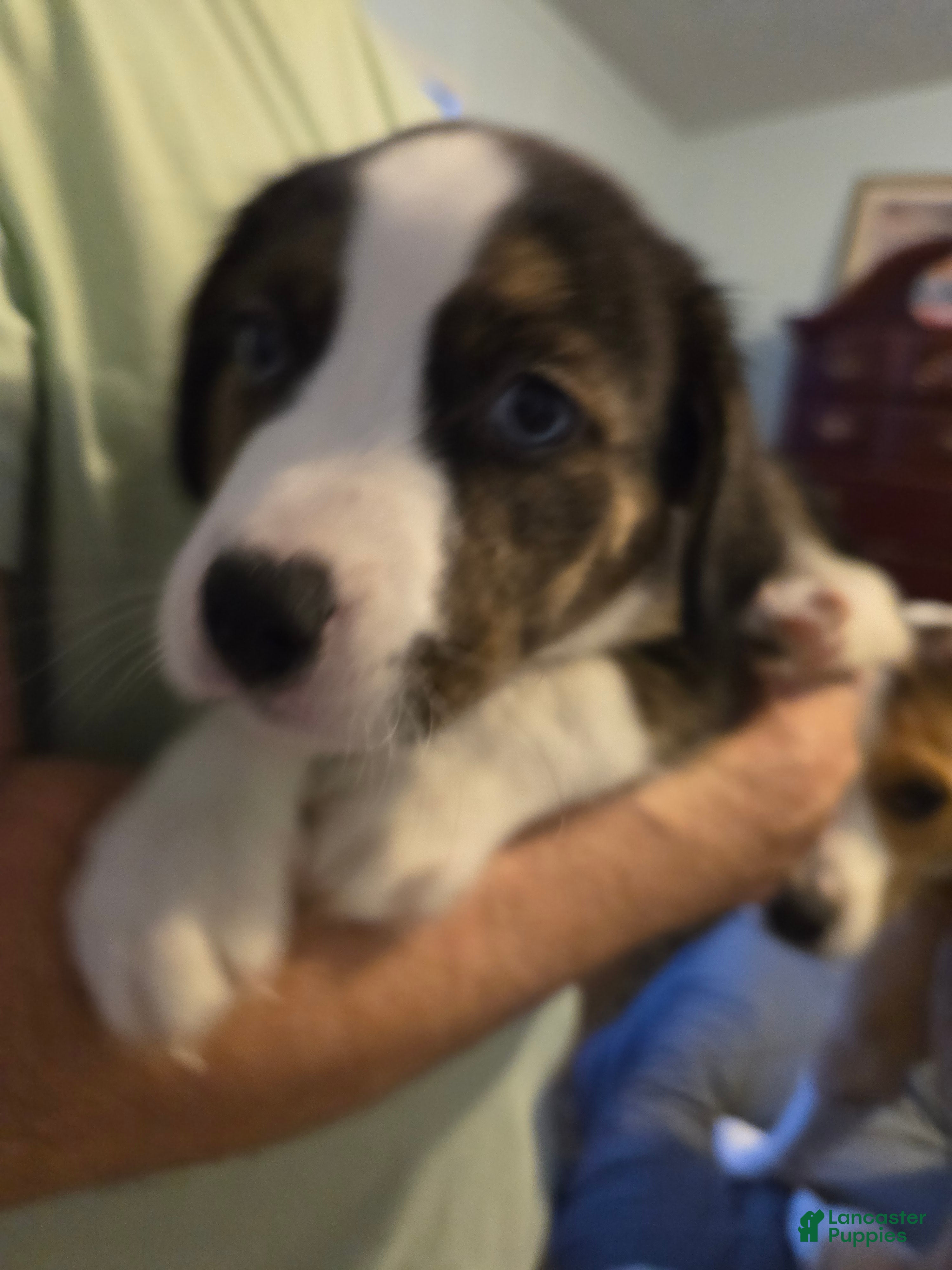 Mixed Breed dogs PEPE' - Ad 1