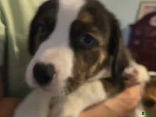 Mixed Breed dogs for sale: PEPE' - Ad 2