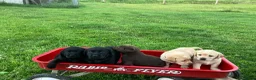 Labrador Retriever dogs for sale: Liberty - Ad 6