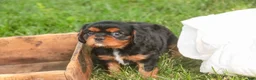 Cavalier King Charles Spaniel dogs for sale: Loki Cavalier King Charles Spaniel - Ad 7