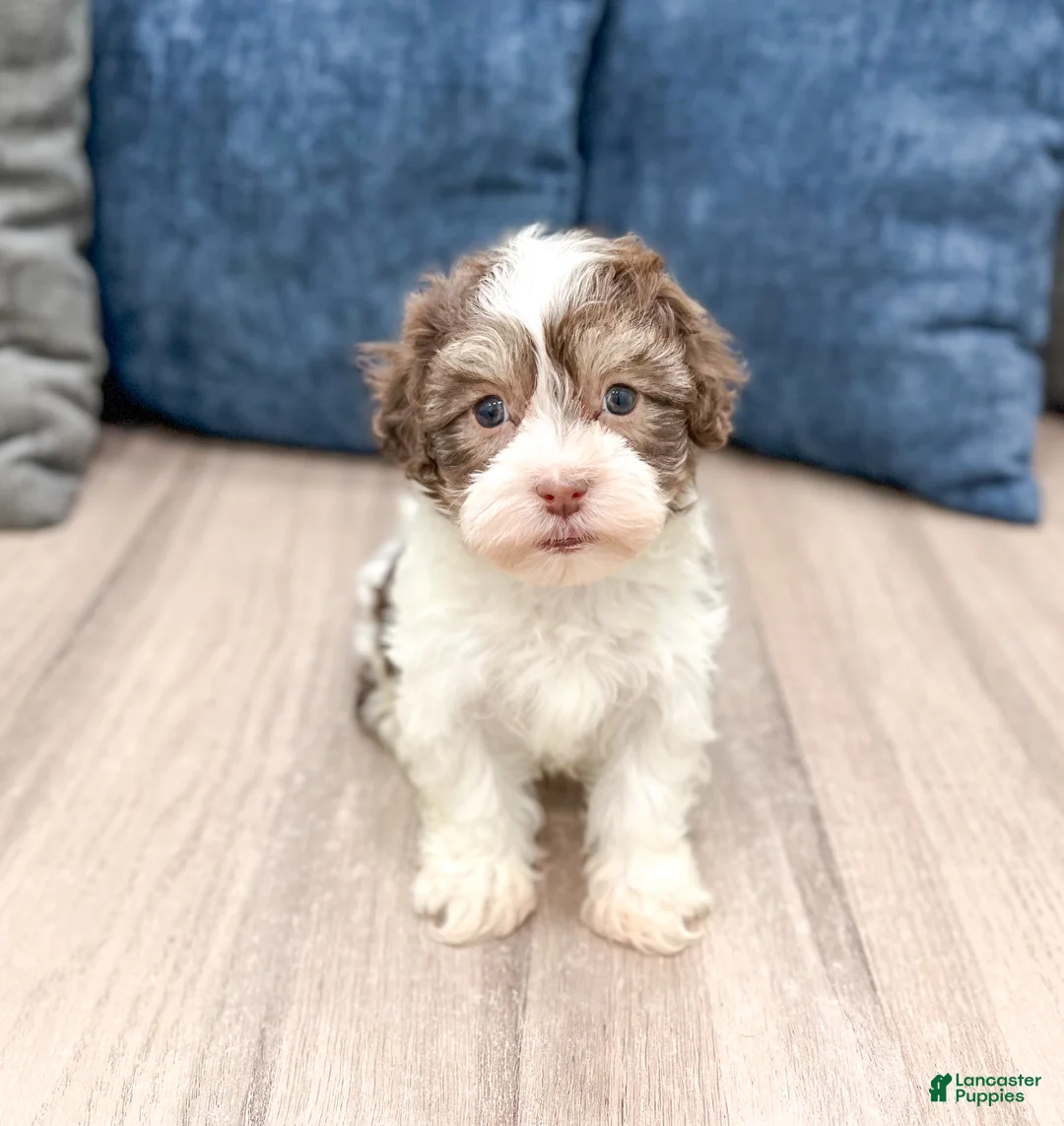 Havanese dogs for sale: Mick - Ad 1