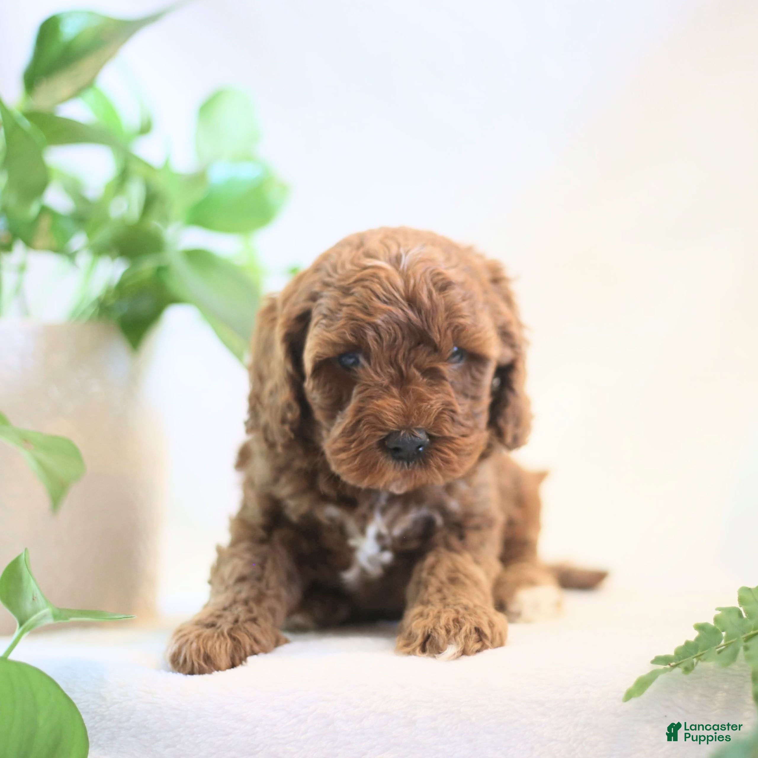 Cavapoo dogs Alex  - Ad 42