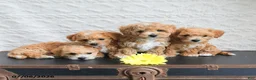 Mixed Breed dogs for sale: Kathy - Ad 3