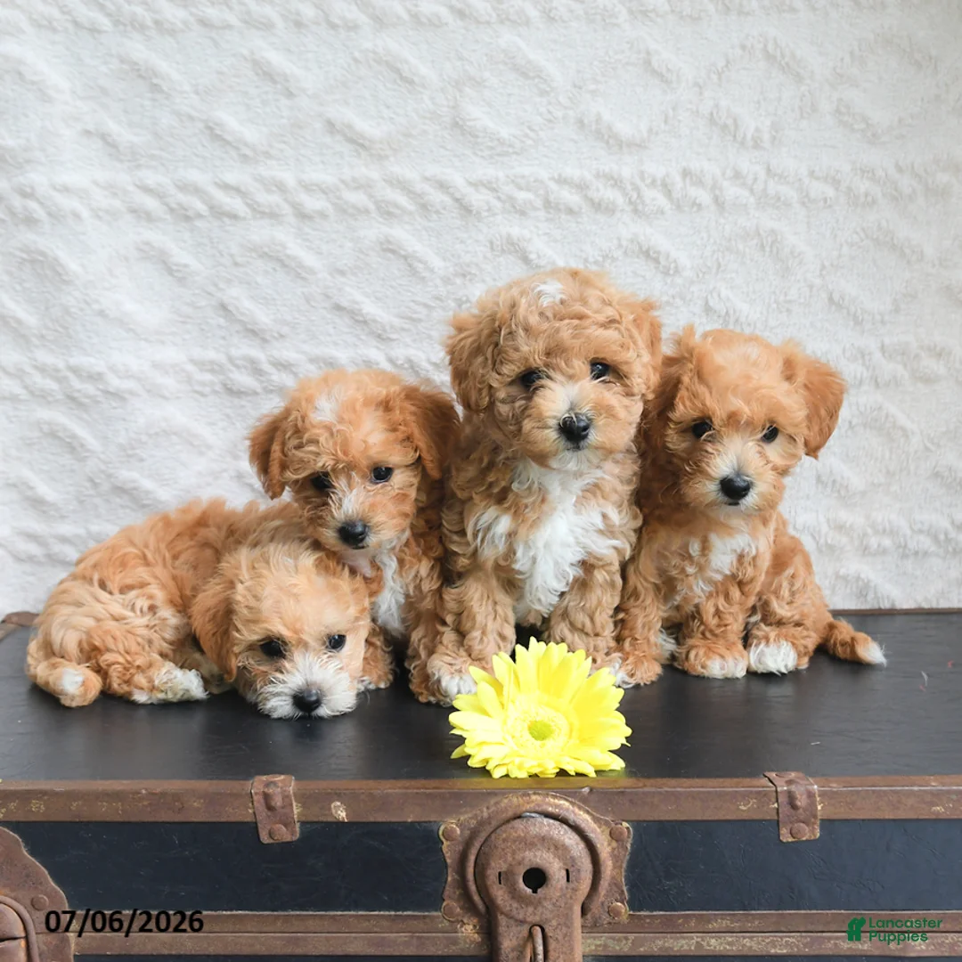 Mixed Breed dogs for sale: Kathy - Ad 3