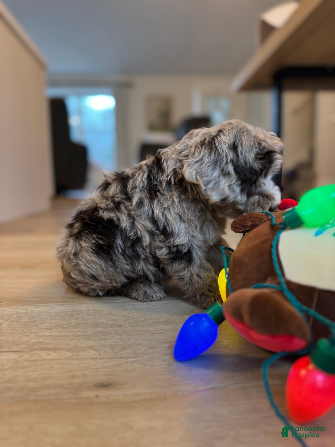 Mini Goldendoodle dogs for sale: Winston - Ad 3