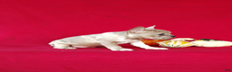 Frenchton dogs for sale: Reba - Ad 7