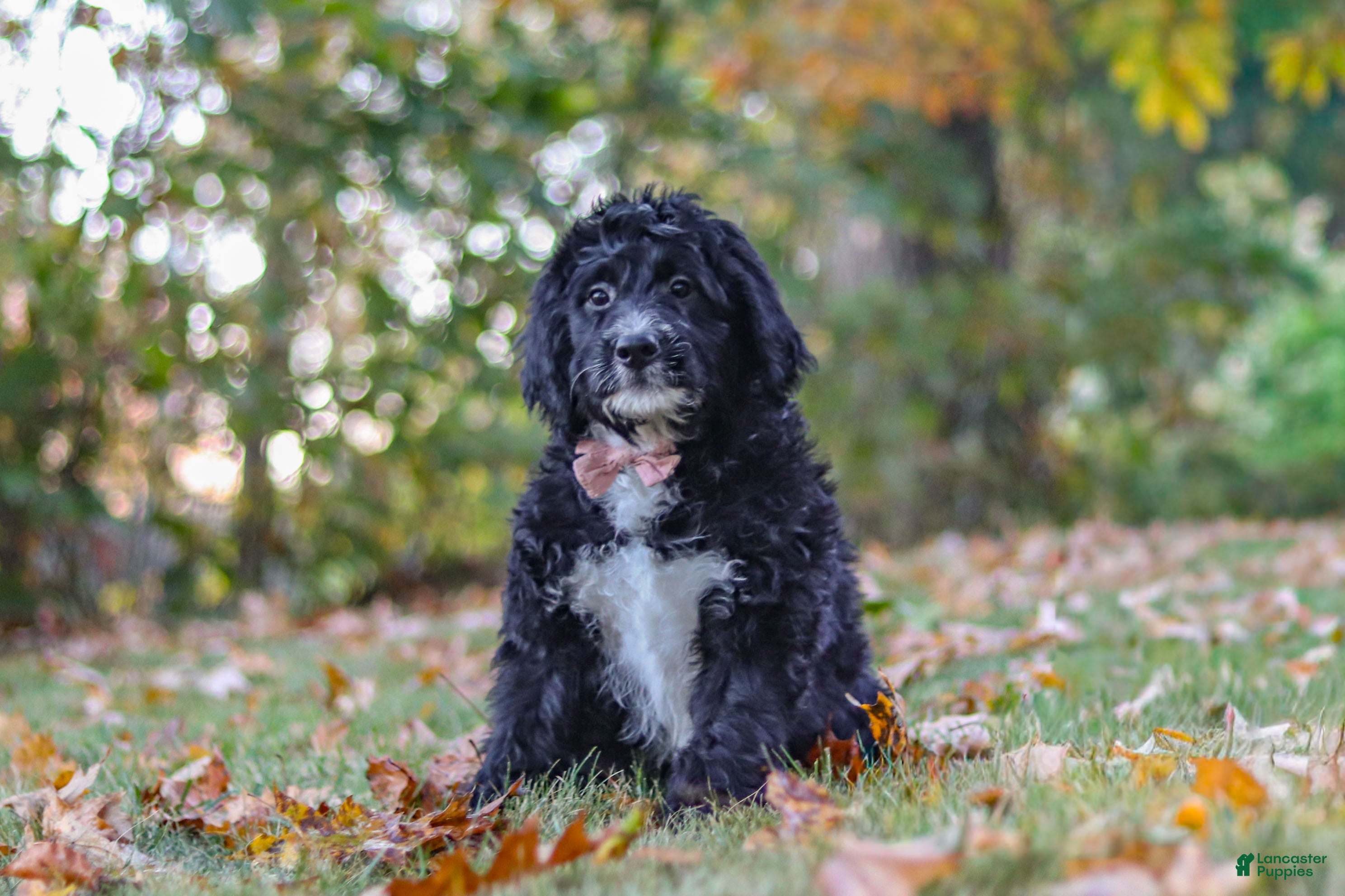 Bernedoodle dogs Pumpkin - Ad 2