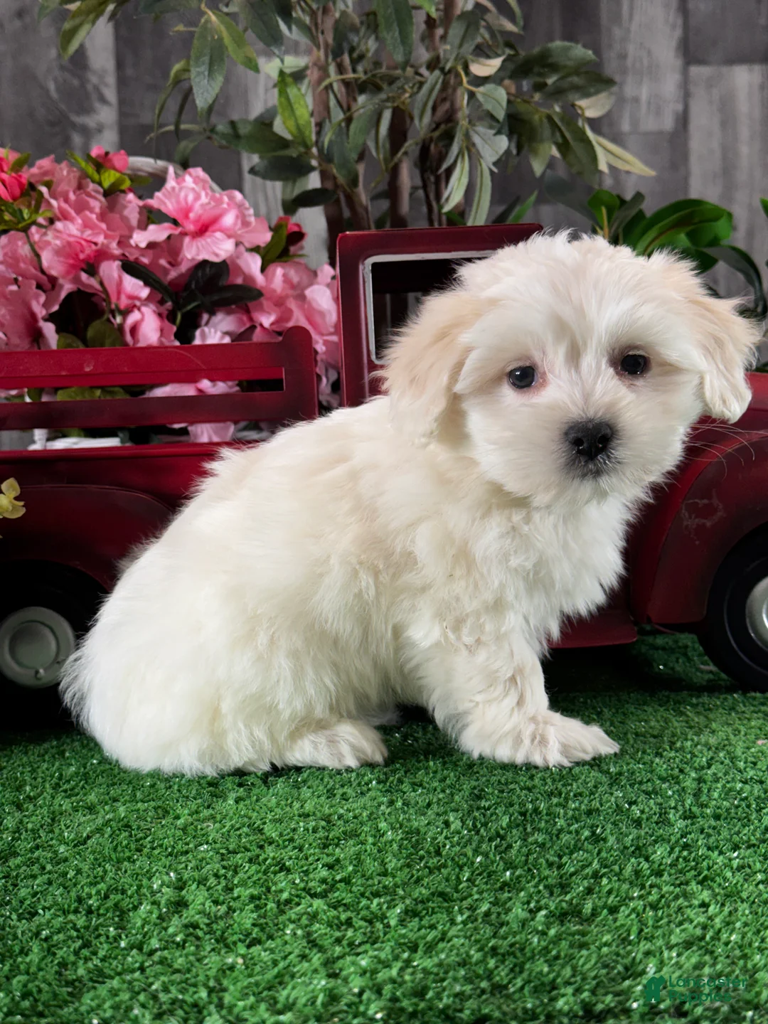 Coton De Tulear dogs for sale: Calvin - Ad 2