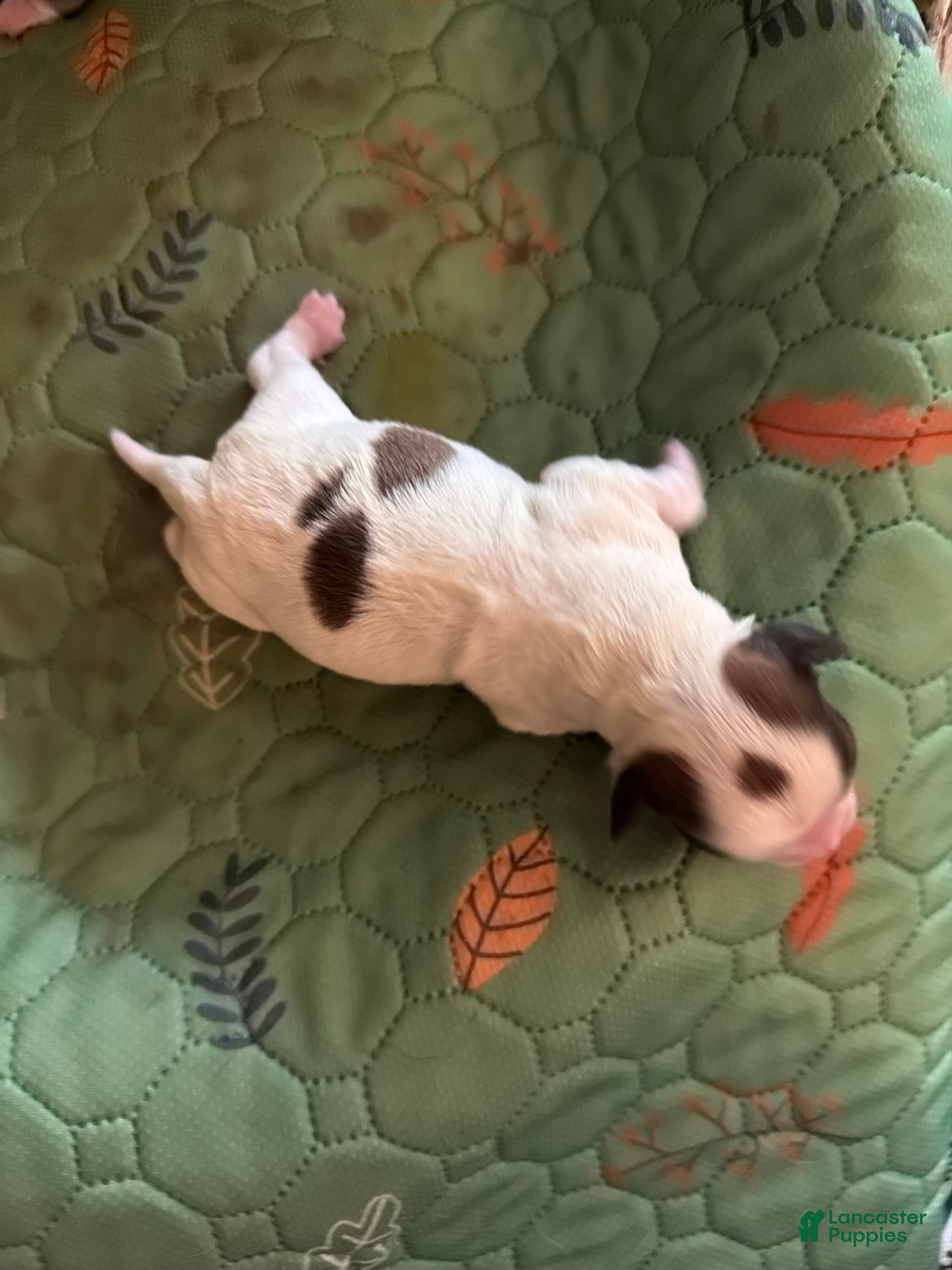 Chihuahua dogs Chihuahua 2 - Ad 1