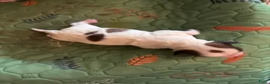 Chihuahua 2