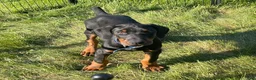 Doberman Pinscher dogs for sale: Doberman Pinscher Puppy 1 - Ad 1
