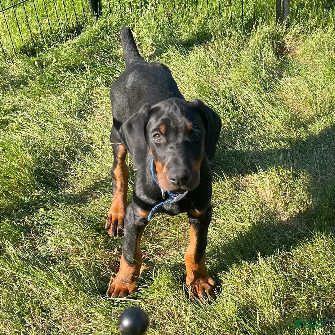Doberman Pinscher dogs for sale: Doberman Pinscher Puppy 1 - Ad 1