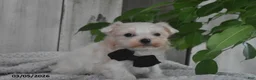 Maltese dogs for sale: Owen - Ad 4