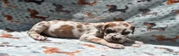 Great Dane dogs for sale: Great Dane - Red Collar - Fawnequin - Ad 3