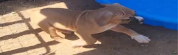Olde English Bulldogge dogs for sale: Champ - Ad 6
