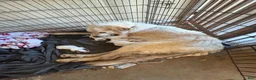 Great Pyrenees dogs for sale: Yellow Girl - Ad 2