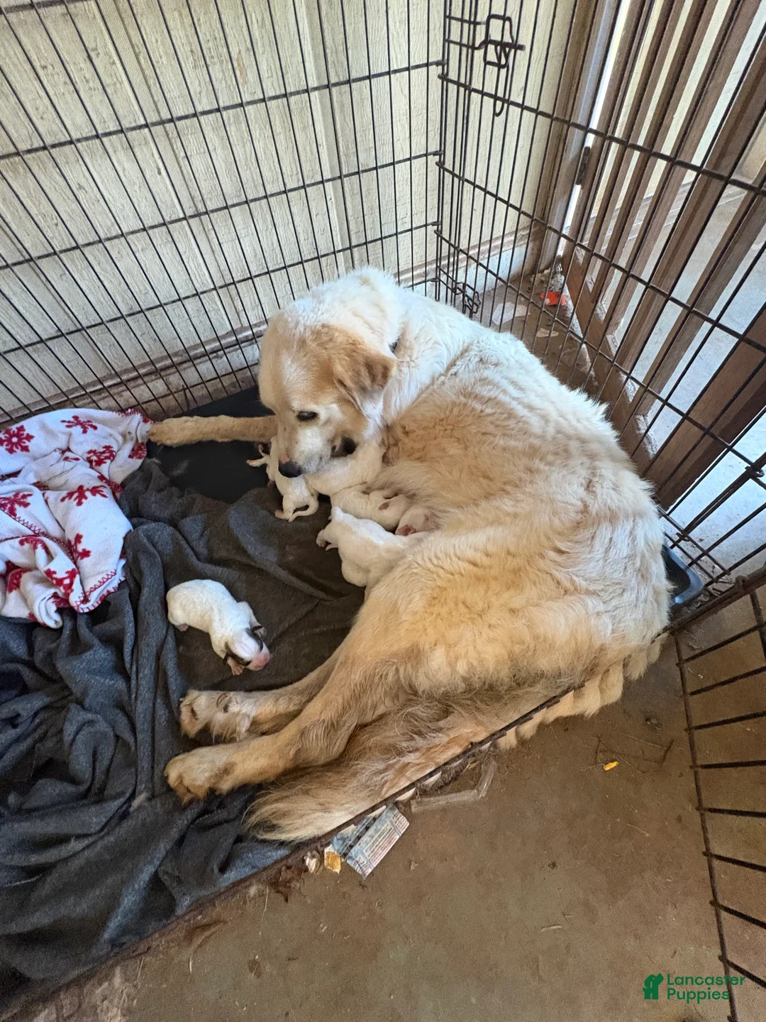 Great Pyrenees dogs for sale: Yellow Girl - Ad 2