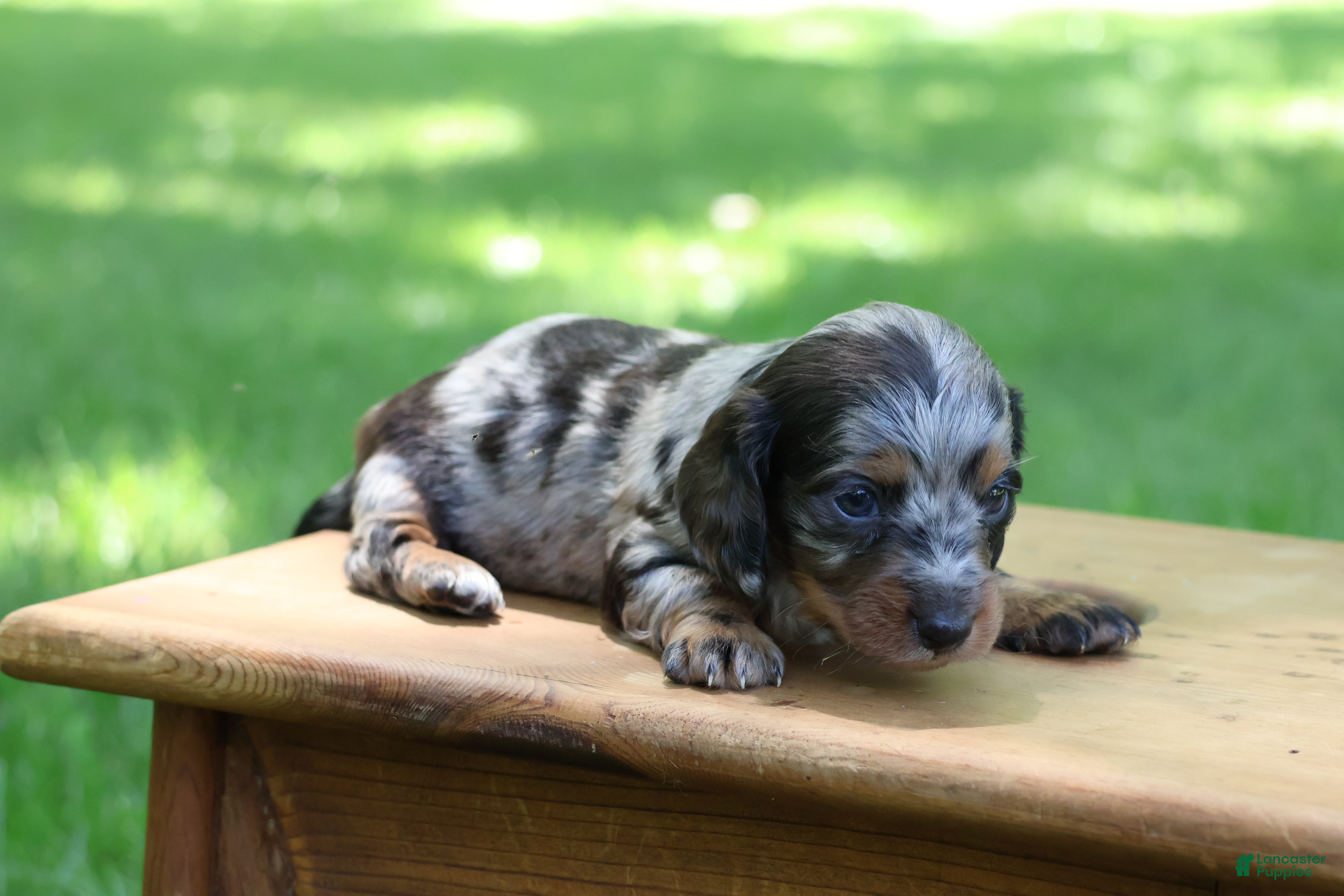 Miniature Dachshund dogs Mini Dachshund: Kevin - Ad 1