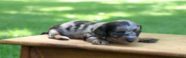 Mini Dachshund: Kevin