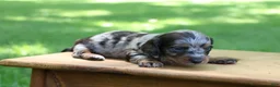 Miniature Dachshund dogs for sale: Mini Dachshund: Kevin - Ad 1