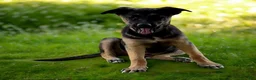 German Shepherd dogs for sale: German Shepherd Puppy 7 - Ad 6