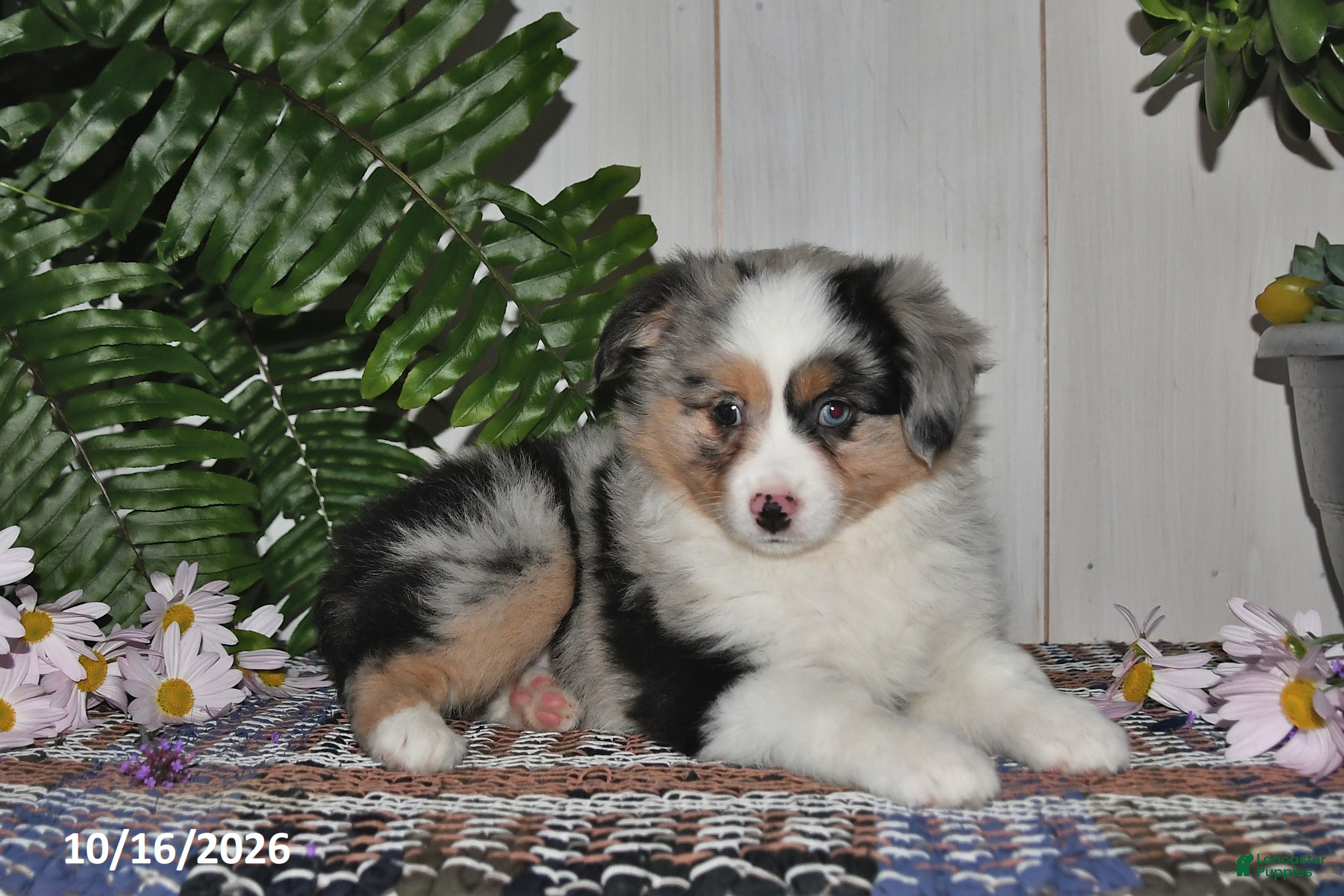 Miniature Australian Shepherd dogs Hallie - Ad 1