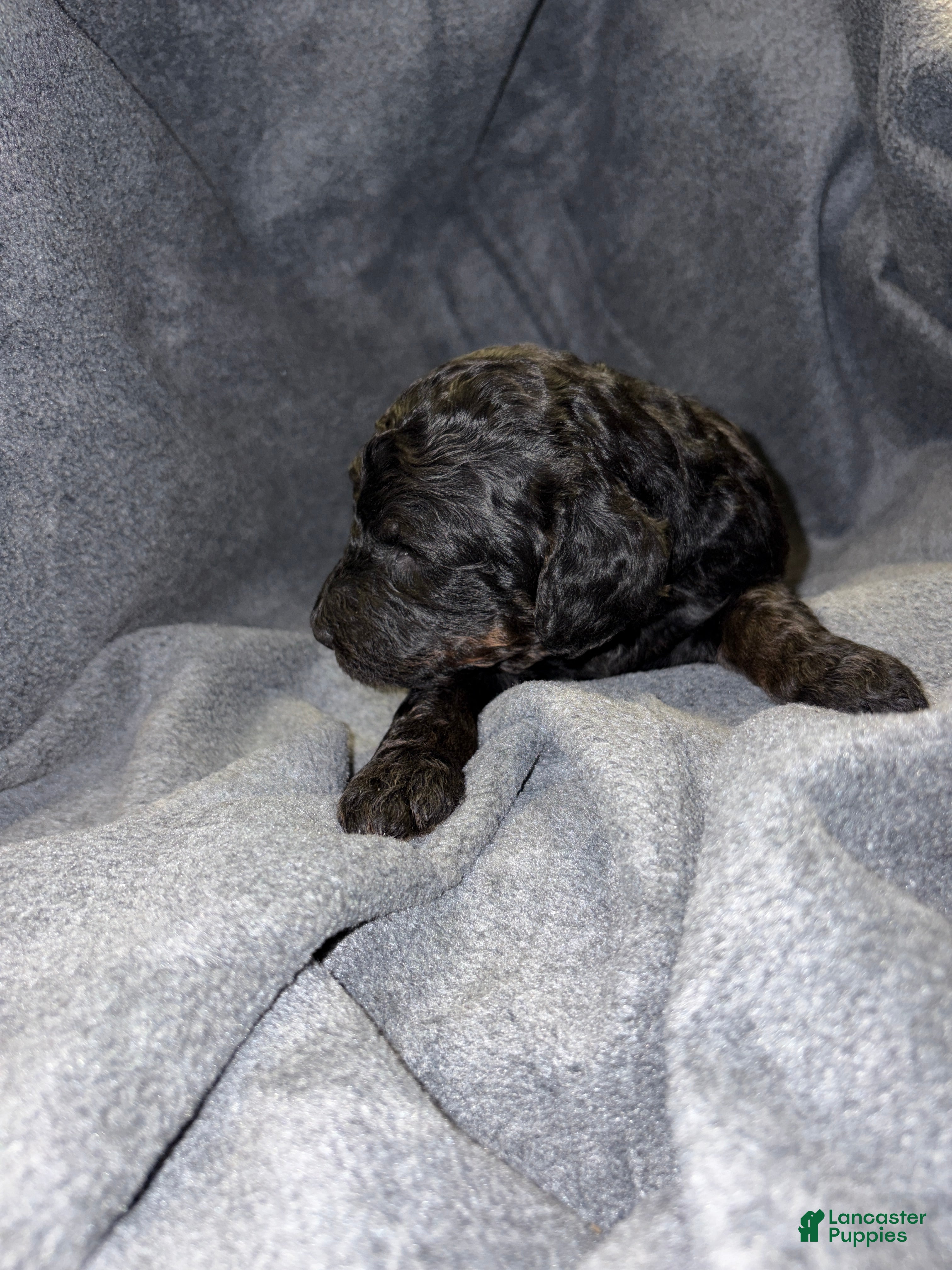 Bernedoodle dogs Smith Puppy 11 - Ad 8