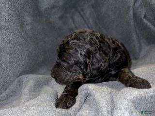 Bernedoodle dogs Smith Puppy 11 - Ad 42