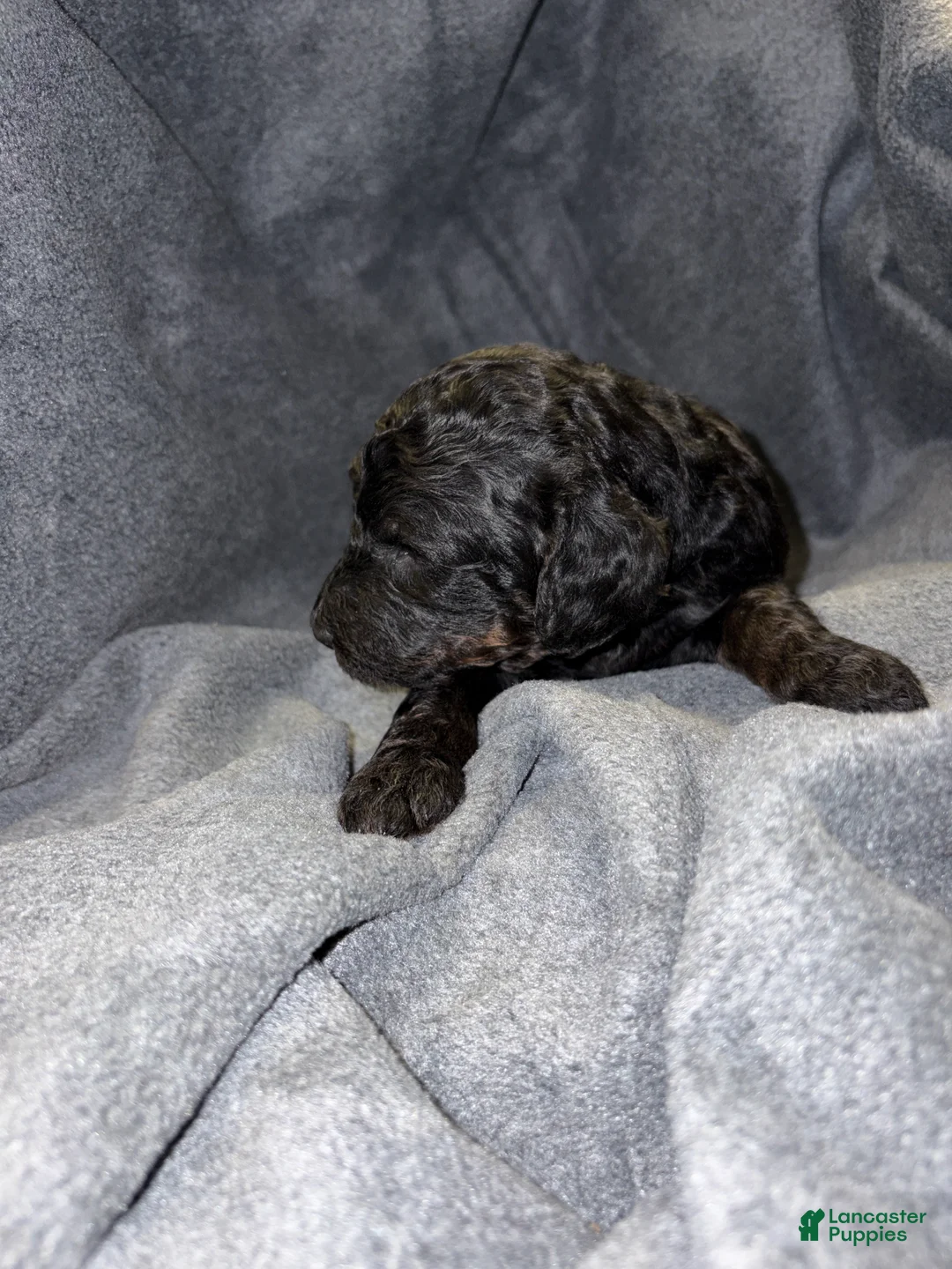 Bernedoodle dogs for sale: Smith Puppy 11 - Ad 1