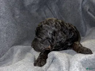 Bernedoodle dogs Smith Puppy 11 - Ad 40