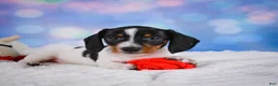 Miniature Dachshund dogs for sale: Coby - Ad 8