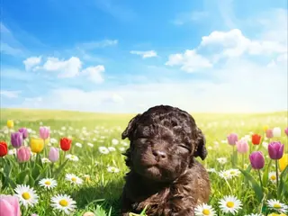 Havapoo dogs Nemo - Ad 17