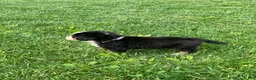 Bernese Mountain Dog dogs for sale: Comanche  - Ad 8
