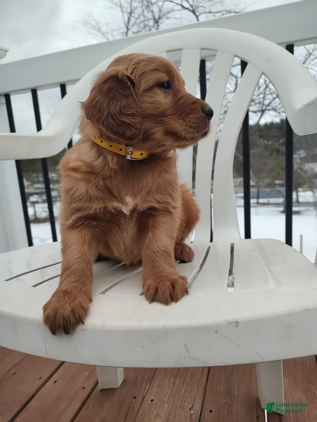 Mixed Breed dogs for sale: Buster  - Ad 5