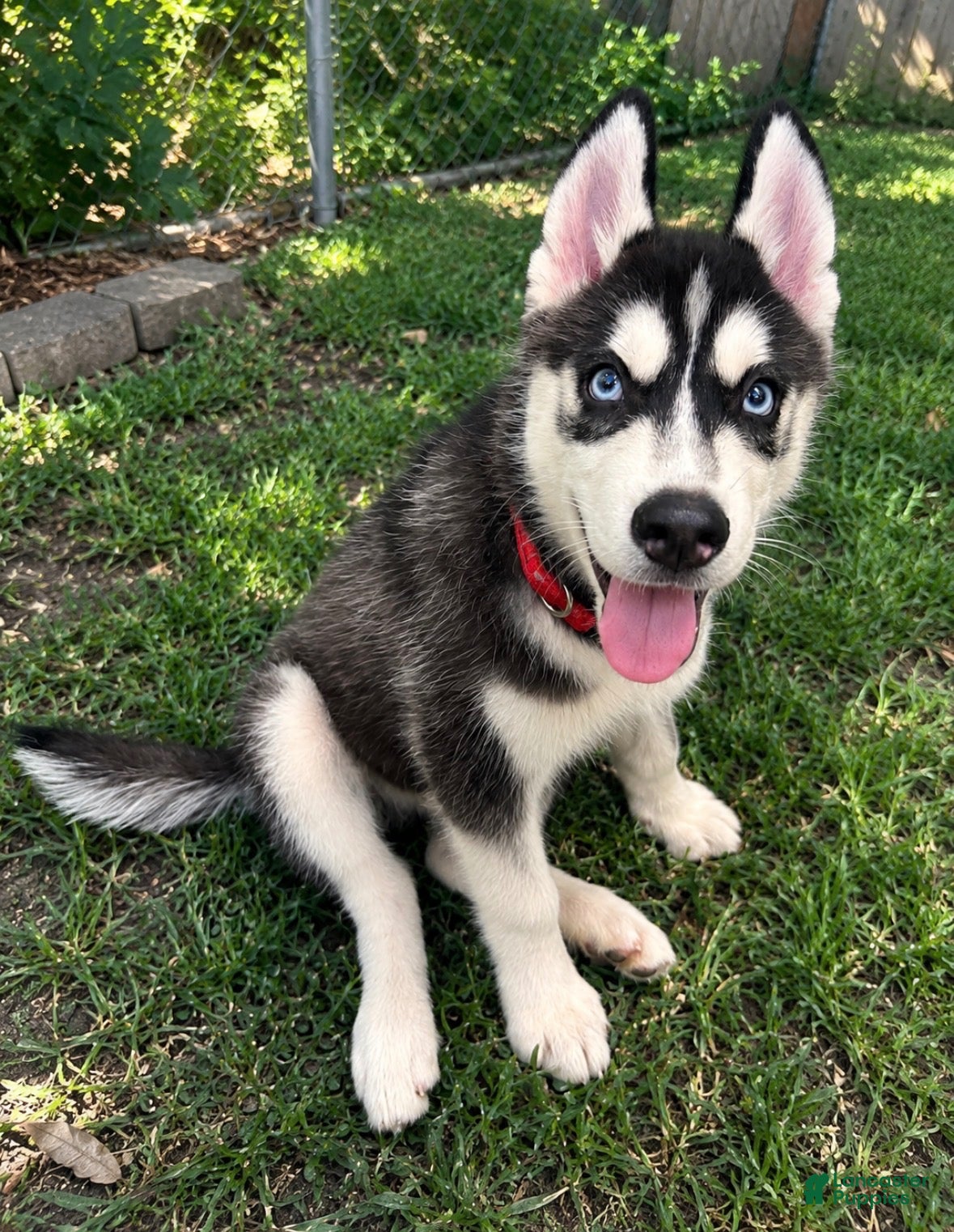 Siberian Husky dogs for sale: Siberian Husky 1 - Ad 35