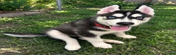 Siberian Husky dogs for sale: Siberian Husky 1 - Ad 1