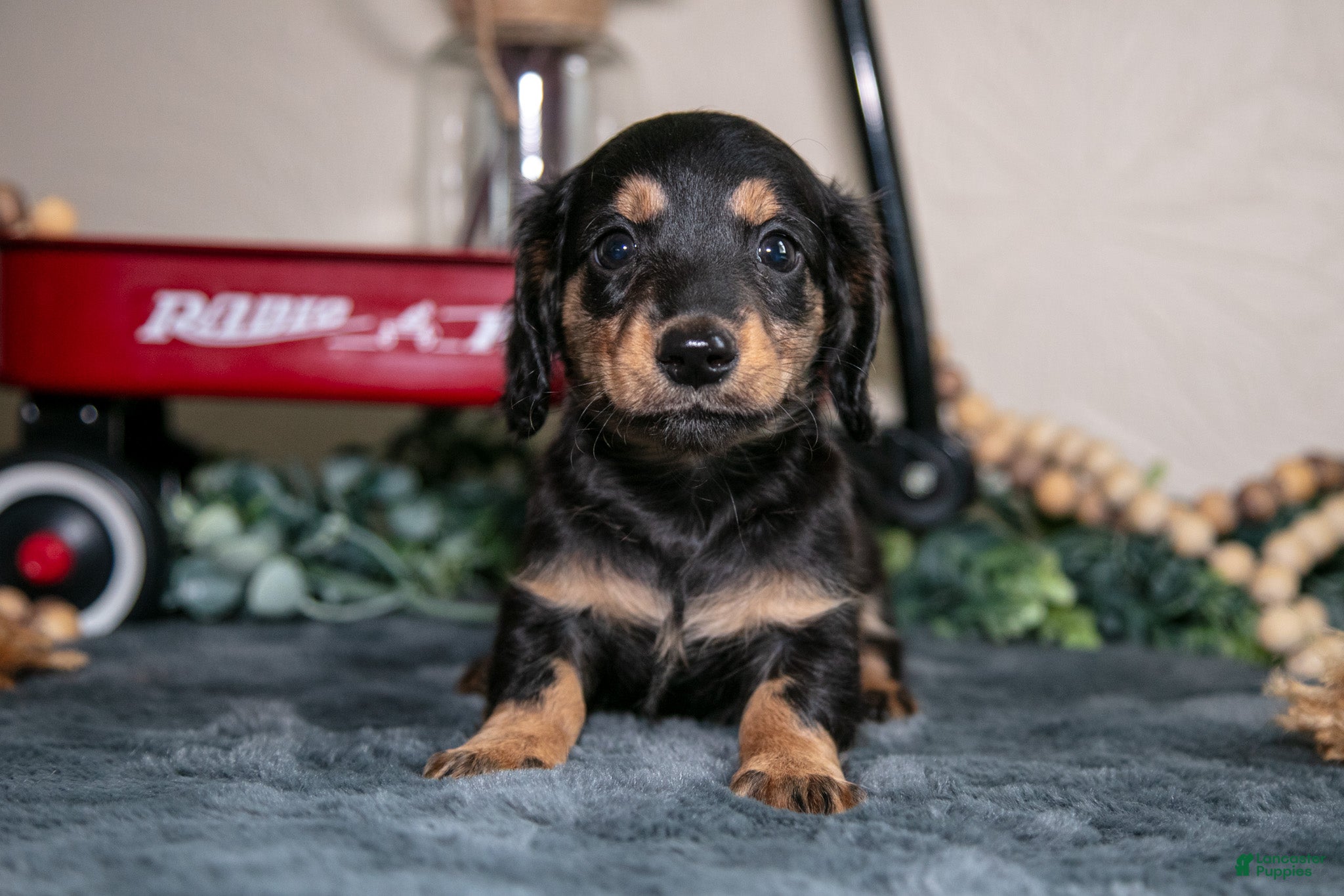 Miniature Dachshund dogs Emerson - Ad 2