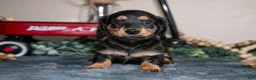 Miniature Dachshund dogs for sale: Emerson - Ad 2